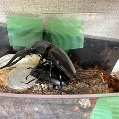 クワガタ【早いもの勝ち❗️】ギラファノコギリクワガタ幼虫×3 （クワガタ　カブトムシ専門）の画像