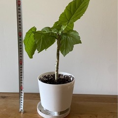 ウンベラータ　観葉植物の画像