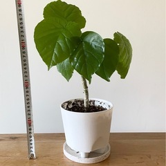 ウンベラータ　観葉植物の画像