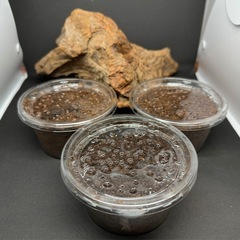 昆虫標本の中古が安い！激安で譲ります・無料であげます｜ジモティー