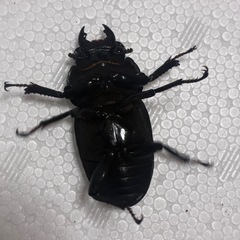 【取引中】久留米オオクワガタ51mm交配済み♀の画像