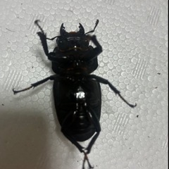 久留米オオクワガタ50.5mm交配済み♀の画像