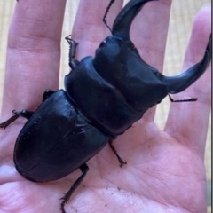 【取引中】久留米オオクワガタ51mm交配済み♀の画像