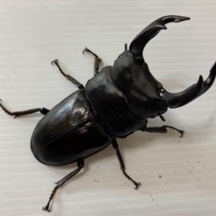 久留米オオクワガタ50.5mm交配済み♀の画像
