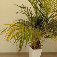 観葉植物 アレカヤシ 鉢・下皿付きの画像