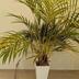 ランキングキーワードに紐づく投稿画像-観葉植物