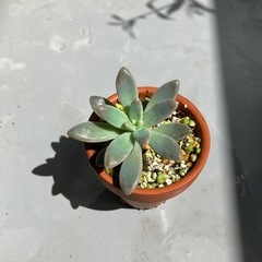 多肉植物(育て方ガイド付き)の画像