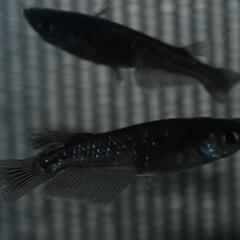 メダカ　曜変天目の若魚オス・メス混合4匹！爆卵中〜〜！の画像