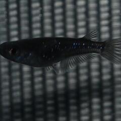 メダカ　曜変天目の若魚オス・メス混合4匹！爆卵中〜〜！の画像