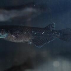 メダカ　曜変天目の若魚オス・メス混合4匹！爆卵中〜〜！の画像