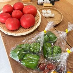 芽が出たさつまいもをお得にお分けします！【3本100円・キロ売り可】の画像