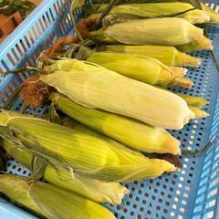 芽が出たさつまいもをお得にお分けします！【3本100円・キロ売り可】の画像