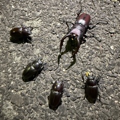 ミヤマ、ノコギリクワガタの画像