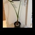 ランキングキーワードに紐づく投稿画像-観葉植物