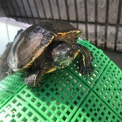 ミドリガメ｜助け合い｜ジモティー
