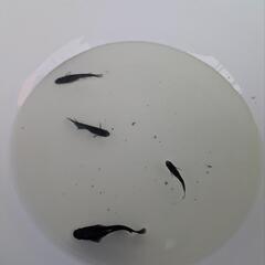 ⑤ラメめだか色々稚魚お楽しみ10匹+αセットの画像