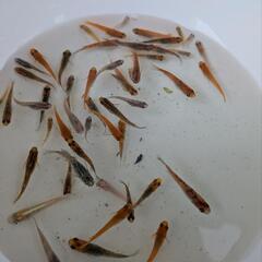⑤ラメめだか色々稚魚お楽しみ10匹+αセット