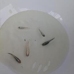 ⑤ラメめだか色々稚魚お楽しみ10匹+αセットの画像