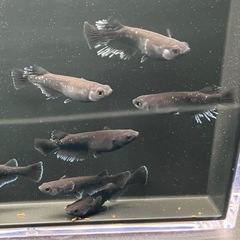 曜変天目針子15匹の画像