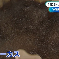 コーヒーカス