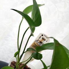 ポトス テルノジャック の画像