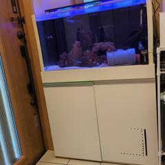 兵庫県 神戸市の海水魚の中古が安い！激安で譲ります・無料で