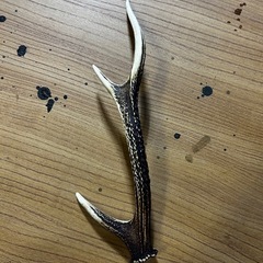鹿のツノ
の画像