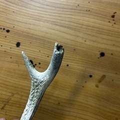 鹿のツノ
の画像