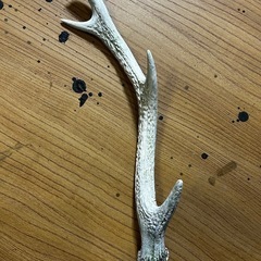鹿のツノ
の画像