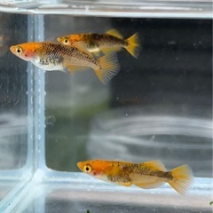 各種メダカ卵20個➕αの画像