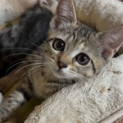 スーパーキュート♡キジサビmix♡2〜3ヶ月♡他にも子猫