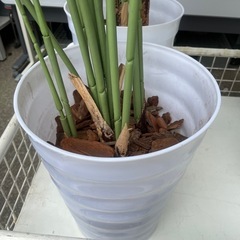 造花　観葉植物　アレカヤシの画像