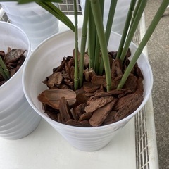 造花　観葉植物　アレカヤシの画像