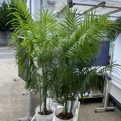 造花　観葉植物　アレカヤシの画像