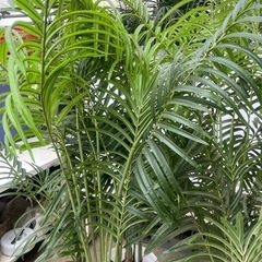 造花　観葉植物　アレカヤシの画像