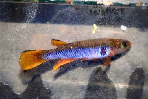 アフィオセミオン　オセラタム　シカシカ　GJS00/5 1ペア