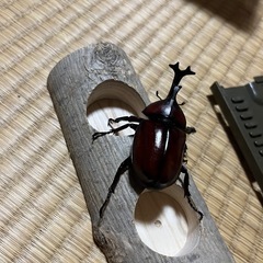 カブトムシ売ります