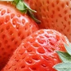 桃薫とうくんイチゴ苗
の画像