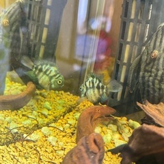プレコ、パロット、熱帯魚5匹の画像