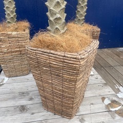 造花　観葉植物　ヤシの木の画像
