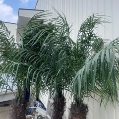 造花　観葉植物　ヤシの木の画像