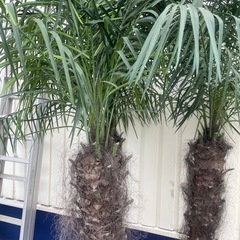 造花　観葉植物　ヤシの木の画像