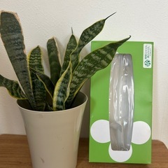 観葉植物　サンスベリアの画像