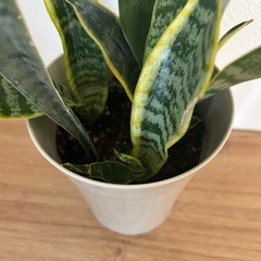 観葉植物　サンスベリアの画像