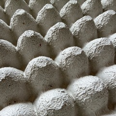 卵パック たまごパック 爬虫類 デュビア コオロギ
の画像