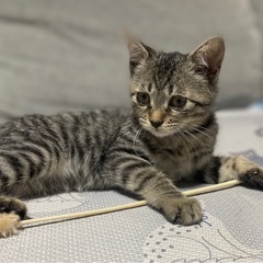 お鼻が低め甘えん坊のキジトラちゃん　2カ月半　女の子