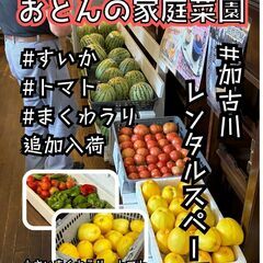おとんの家庭菜園スイカとトマト、まくわうり追加入荷しました‼️