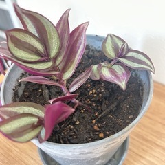 観葉植物　トランディスカンティアセブリナの画像