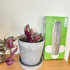 観葉植物　トランディスカンティアセブリナの画像