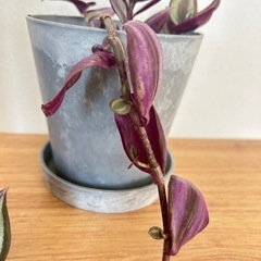 観葉植物　トランディスカンティアセブリナの画像